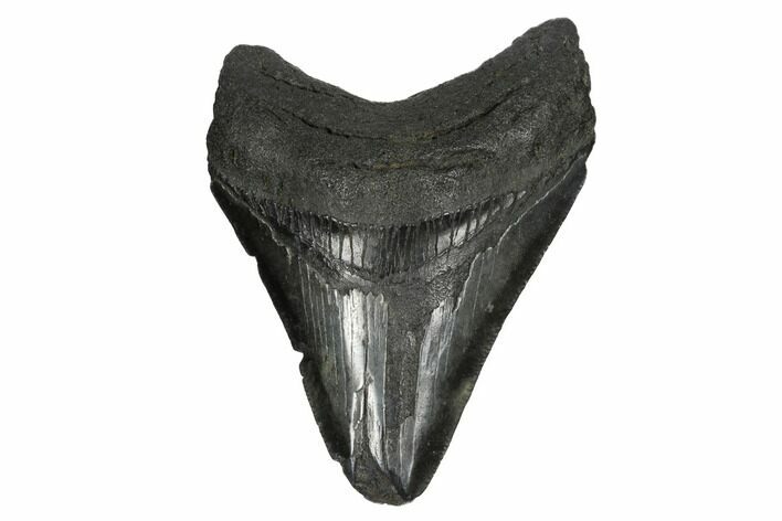 Bargain, Fossil Megalodon Tooth - South Carolina #172151